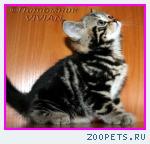 Британские мраморные котята  из питомника VIVIAN.