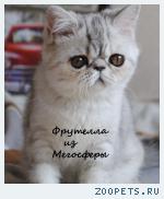 Экзотическая короткошерстная