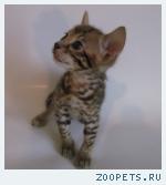 Бенгальские котята розетка на золоте