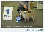 Чихуахуа для вязки кобели