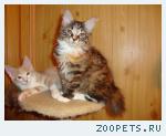 котята курильские бобтейлы