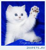Эксклюзивные Британские серебристые шиншиллы синеглазки 