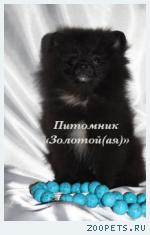Шпиц Немецкий Миниатюрный (Карликовый, Померанский)