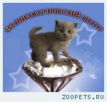 фелинологические курсы