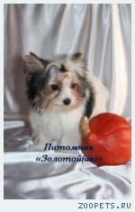 Щенки Бивер Йорка, Бивера мини и стандарт