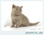 Британские мишутки - британские котята.