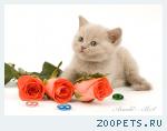 Британский лиловый котенок.