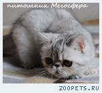 Экзотическая кошечка