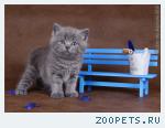 Британский голубой котэ Каспер