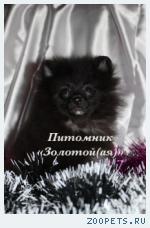 Щенки миниатюрного шпица (померанский, карликовый, цвергшпиц)
