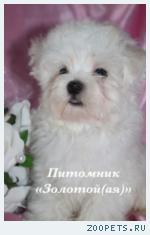 Мальтезе (мальтийская болонка) щенки мини и стандарт -