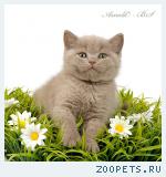 Британский лиловый котенок.