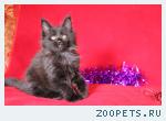 Продажа голубых котят мейн-кун