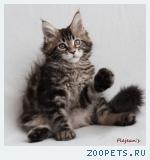 Котята породы МЕЙН-КУН