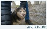 Найден щенок хаски на ОТКРЫТОМ ш.