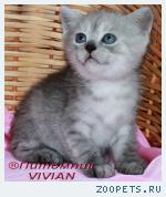 Британские котята  из питомника VIVIAN.