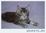 Котята мейн кун