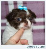 Щенки чихуахуа самые красивые