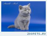 Британский лиловый котенок.