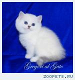 Эксклюзивные Британские серебристые шиншиллы синеглазки 