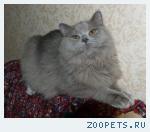 Британские КОТИКИ-подростки