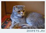 породистые кошки в добрые руки