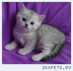 Шотландские вислоухие и прямоухие котята