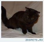 Британские КОТИКИ-подростки