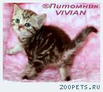 Британские котята шоколадный мрамор из питомника VIVIAN.