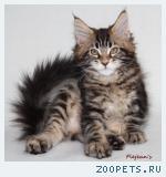 Котята породы МЕЙН-КУН