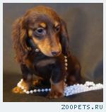 Породистая девочка длинношерстной таксы