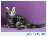 Котята породы МЕЙН-КУН