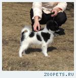 Щенок Фалена