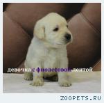 Щенки лабрадора