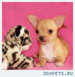 Чихуахуа щенки           