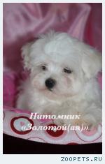 Очаровательны щенки Мальтезе (Мальтийской болонки)  мини и станд
