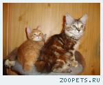 котята курильские бобтейлы