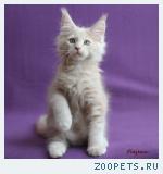 Котята породы МЕЙН-КУН