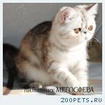 Экзотическая кошечка