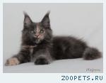 Котята породы МЕЙН-КУН