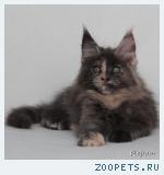 Котята породы МЕЙН-КУН