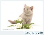Британский лиловый котенок.