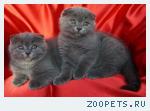 Шотландские вислоухие и прямоухие КОТЯТА