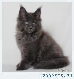 Котята породы МЕЙН-КУН