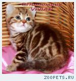 Британские котята шоколадный мрамор из питомника VIVIAN.
