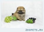 Щпиц померанский миниатюрный щенки