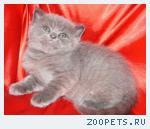Шотландские вислоухие и прямоухие КОТЯТА