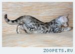 Бенгальские котята