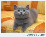 Британские котята голубые и лиловые. 