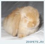 Продажа карликовых крольчат